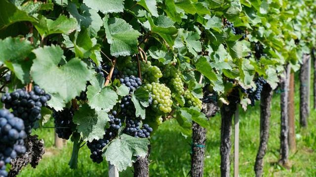 Borghetto Lodigiano Antica Cascina B&B المظهر الخارجي الصورة